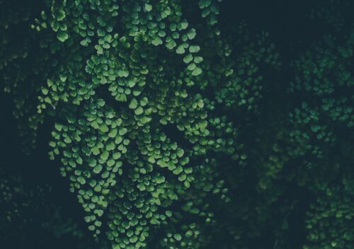 green leaf plant