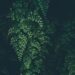 green leaf plant